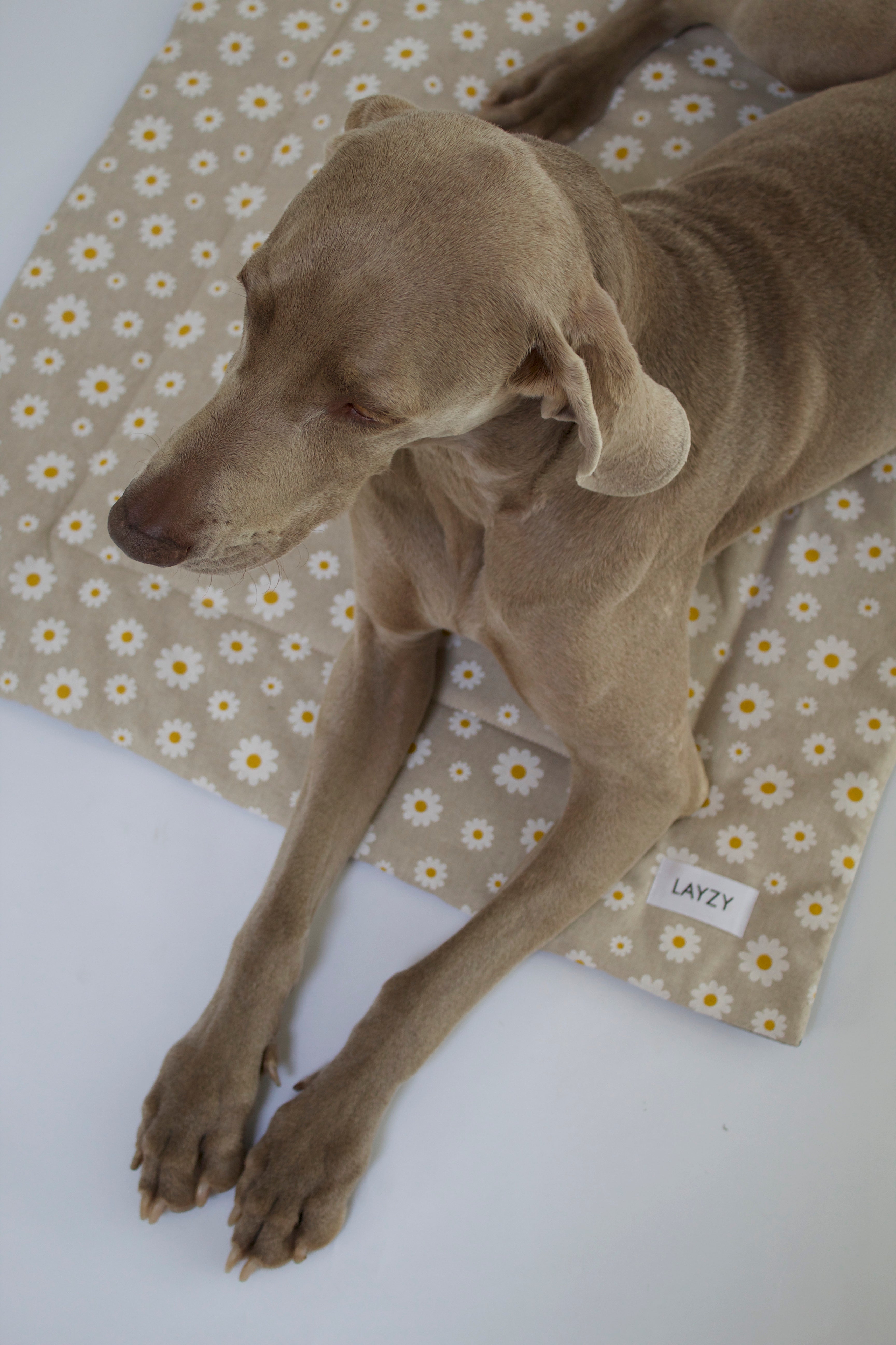 Dog Blanket, Light Grey