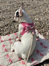 Dog Blanket, Sand