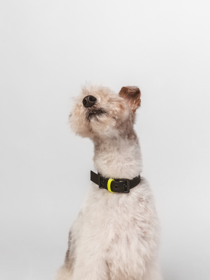 PAWPOW Dog Collar C01, Black
