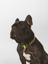 PAWPOW Dog Collar C01, Olive