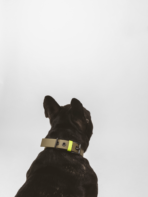 PAWPOW Dog Collar C01, Olive