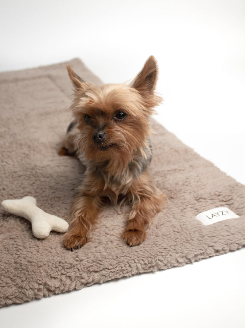 Dog Blanket Teddy, Brown