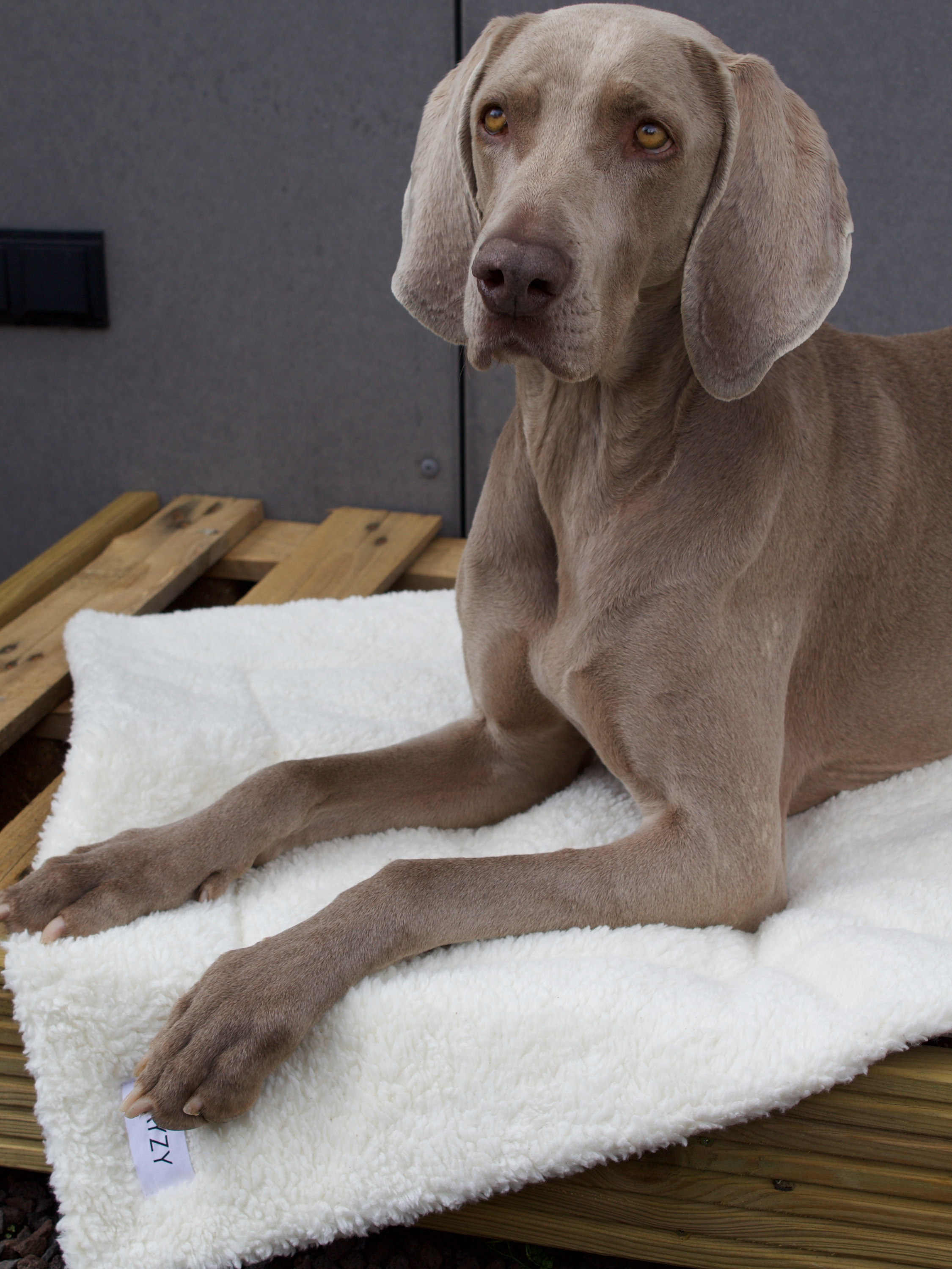Dog Blanket Teddy, White
